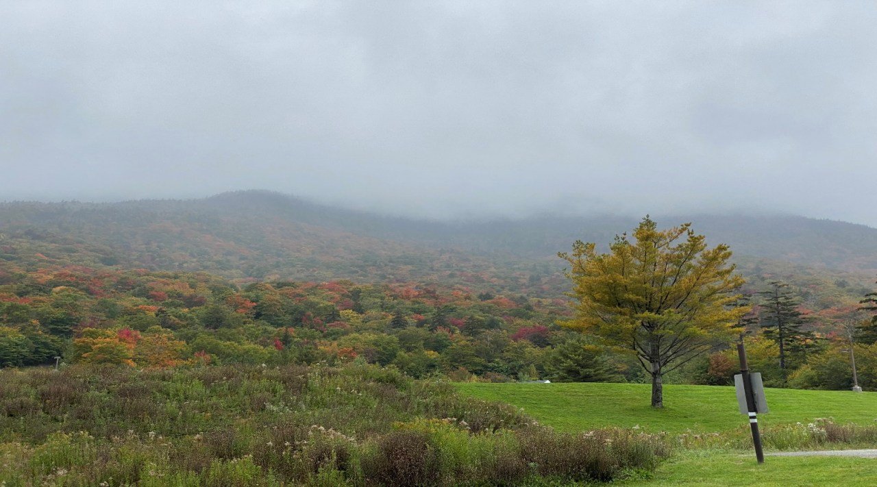 A tree in a field
Description automatically generated