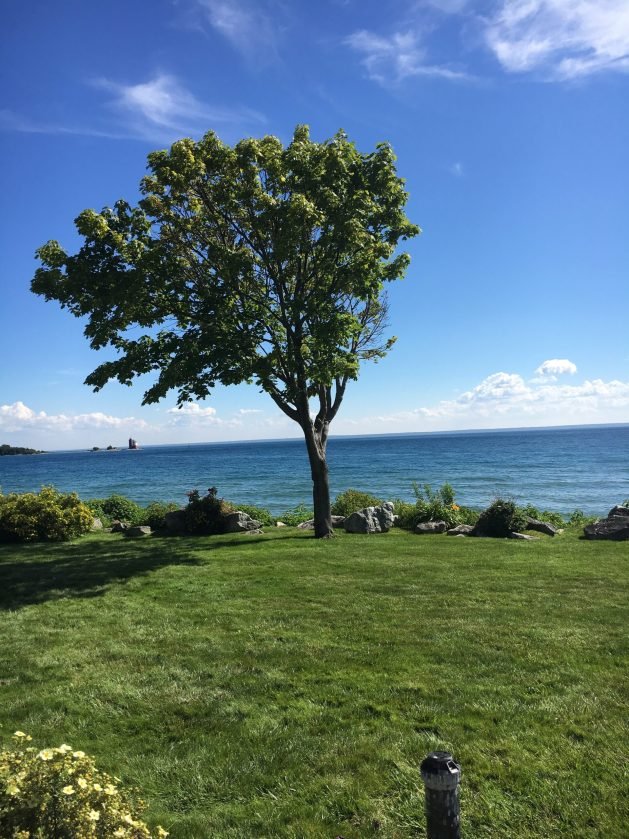 A tree in a grassy area by the water

Description automatically generated