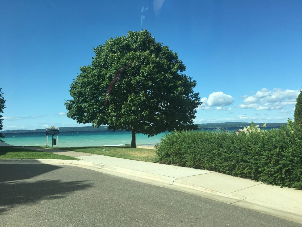 A tree next to a body of water
Description automatically generated