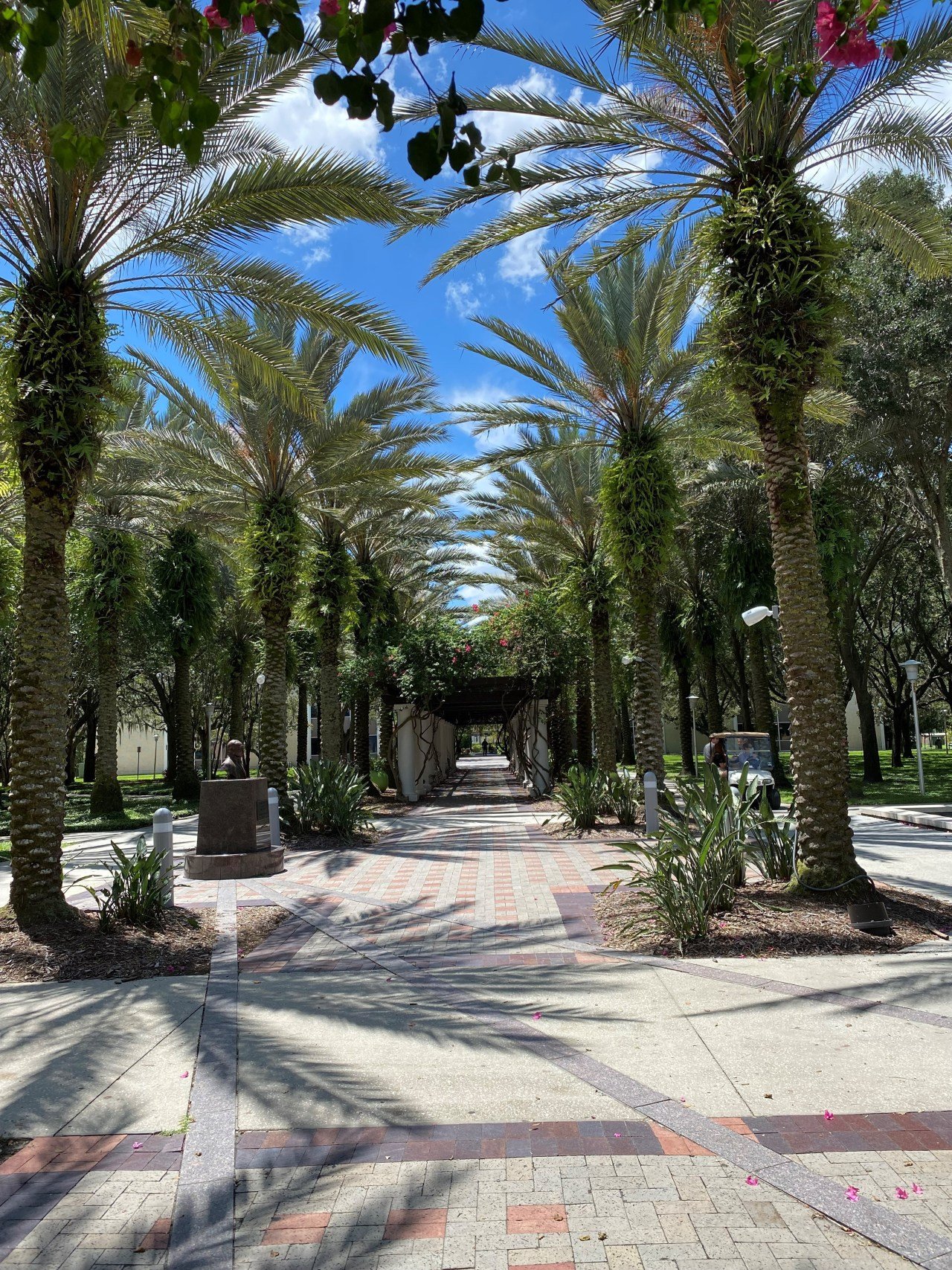A walkway with palm trees and blue sky
Description automatically generated